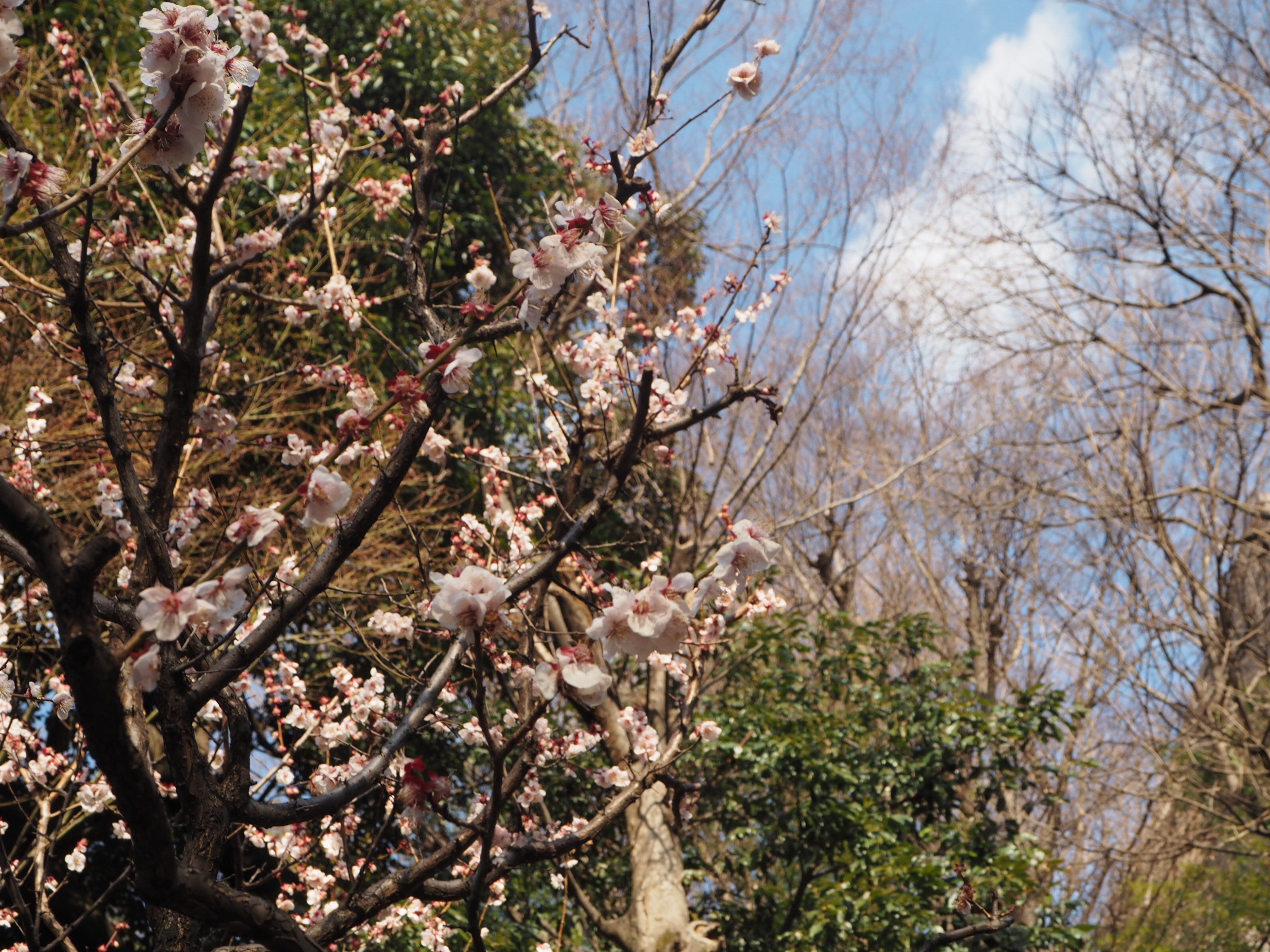 OLYMPUS DIGITAL CAMERA