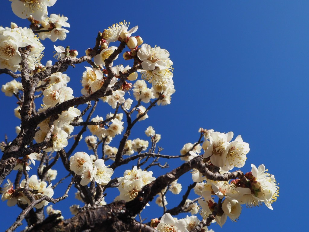 【3分ニュース英語】ヘッドラインと英単語　2018/2/23 Japan Times