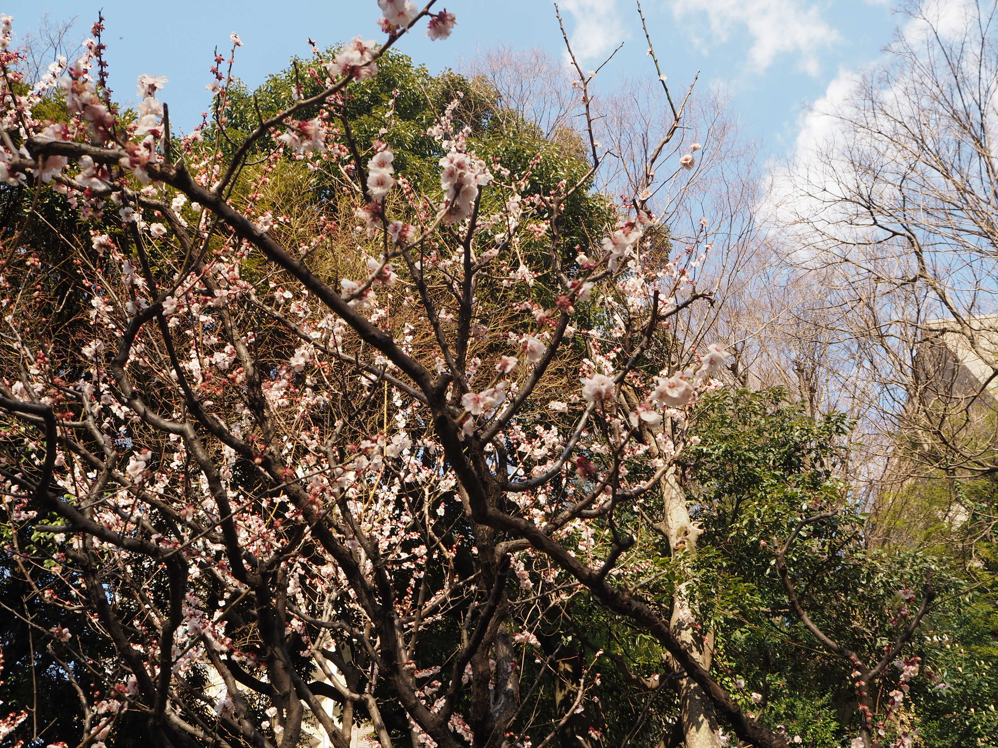 OLYMPUS DIGITAL CAMERA